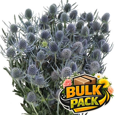 Ecuadorian Eryngium Blue Dynamite (80 stem Bulk Pack)