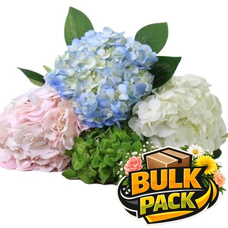 Colombian Hydrangea Mix (40 stem Bulk Pack)