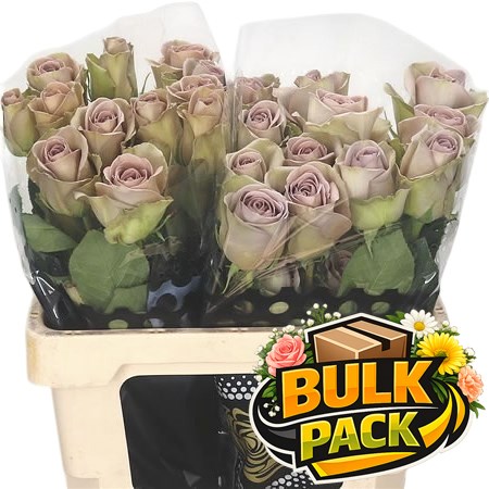 Colombian Roses Amnesia (100 stem Bulk Pack)