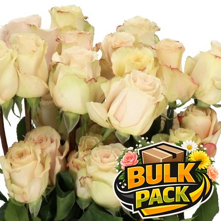 Colombian Roses Quick Sand (100 stem Bulk Pack)
