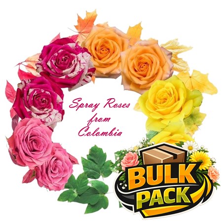 Colombian Spray Rose Summer Mix (120 stem Bulk Pack)