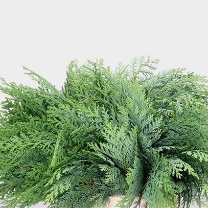 Conifer Green