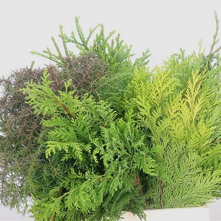 Conifer Mix - 5 Kg Bag