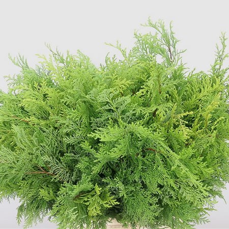 Conifer Plumosa Krul