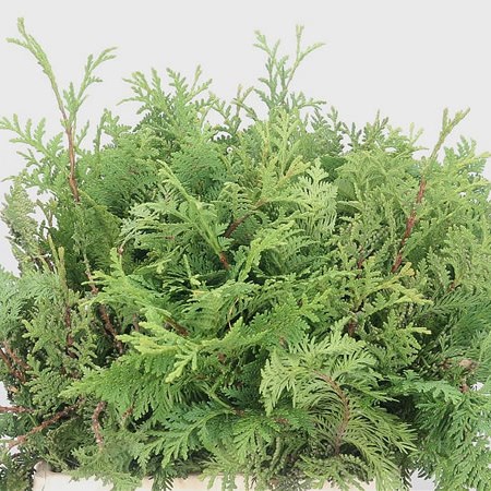 Conifer Thuja Spiralis