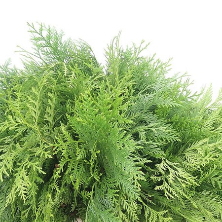 Conifer Thujopsis Dolabrata