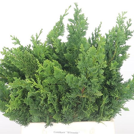 Conifer Wisselii