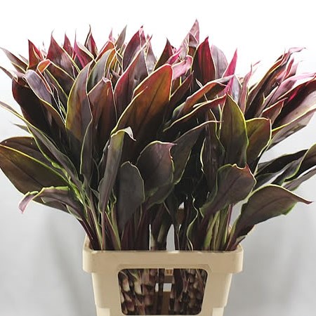 Cordyline Big Cappucino