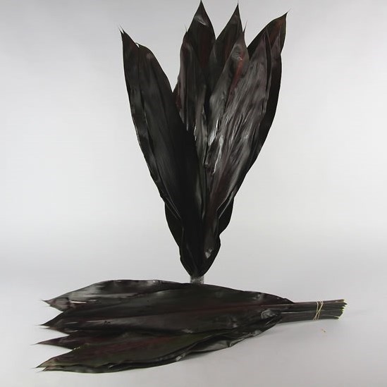 Cordyline Black Tie