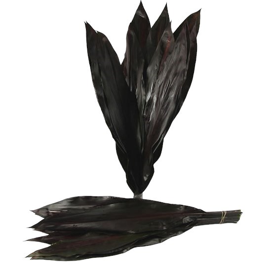 Cordyline Black Tie