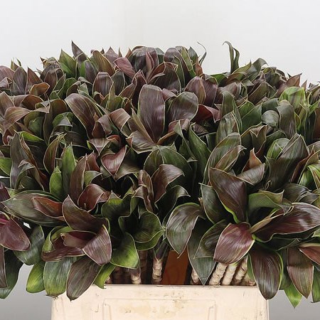 Cordyline Compacta Green