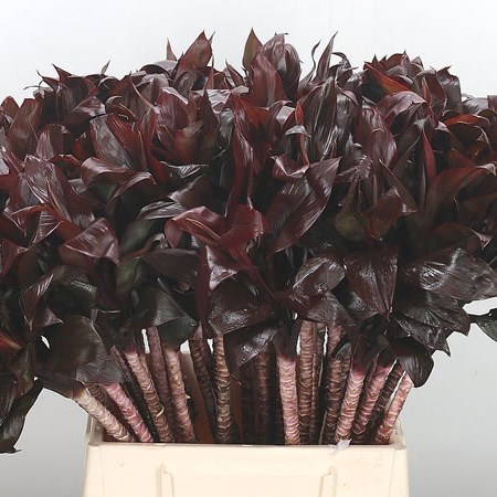 Cordyline Compacta Red