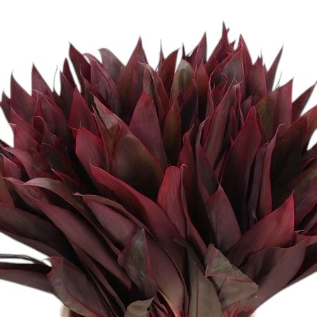 Cordyline Tips Red