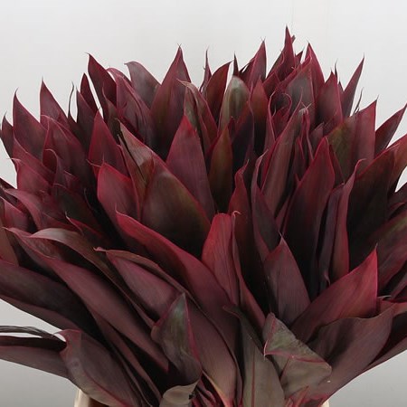Cordyline Tips Red