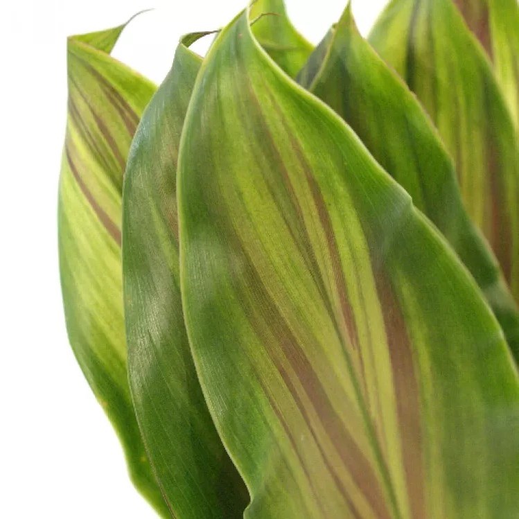 Cordyline Tricolor