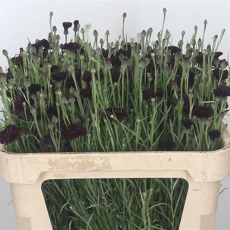 Cornflowers Black Ball