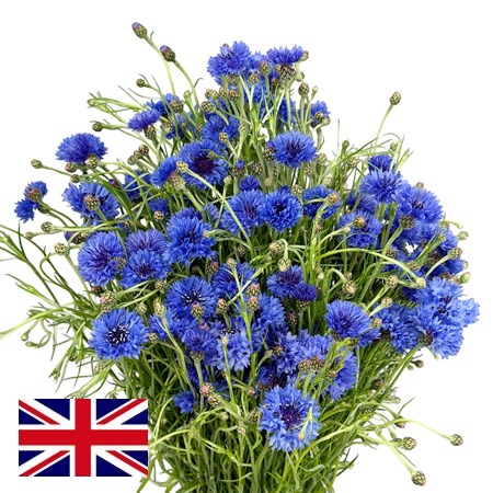 Cornflowers Blue (English)