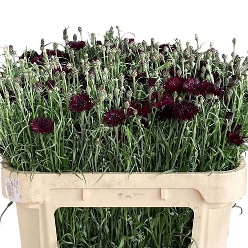 Cornflowers Burgundy