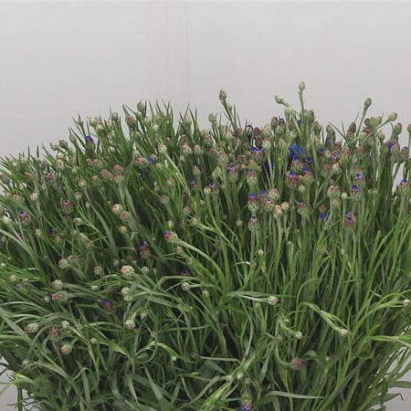 Cornflowers Cyanus