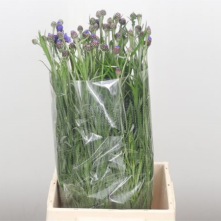 Cornflowers Cyanus