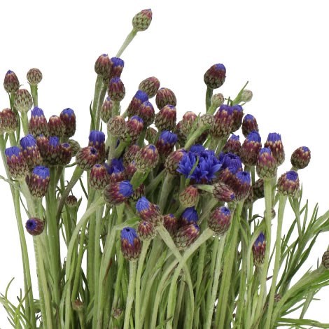 Cornflowers Cyanus