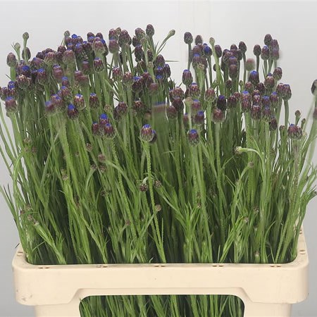 Cornflowers Cyanus
