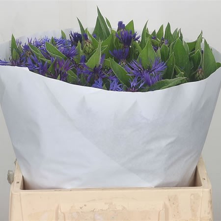 Cornflowers Montana