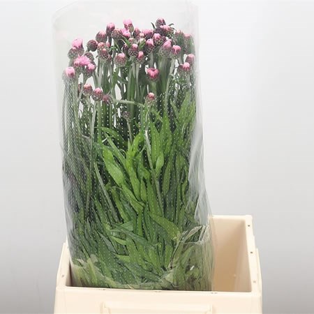 Cornflowers Pink