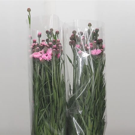 Cornflowers Pink