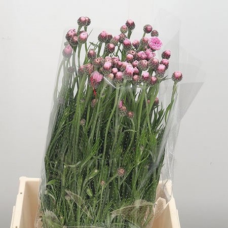 Cornflowers Pink
