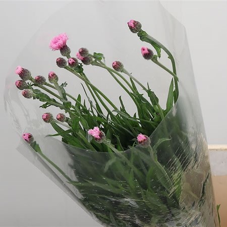 Cornflowers Pink