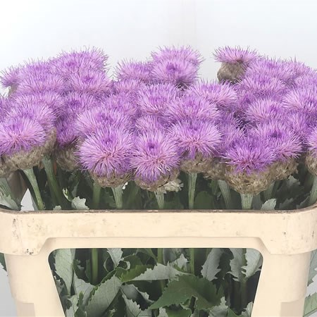 Cornflowers Pulchra Major