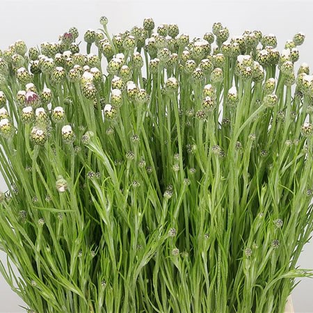 Cornflowers White