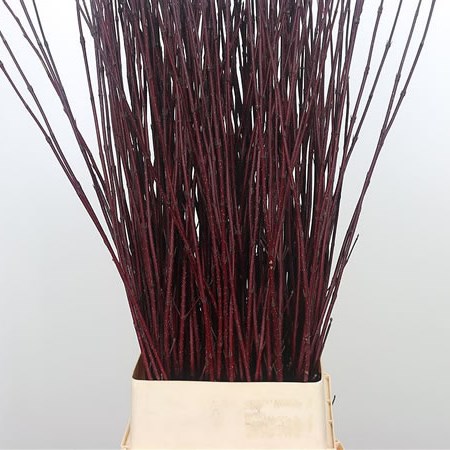 Cornus Alba Sibirica