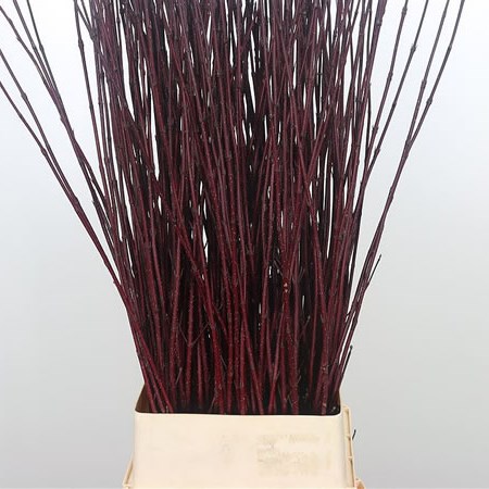 Cornus Alba Sibirica