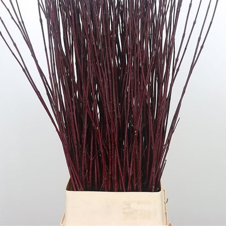 Cornus Alba Sibirica