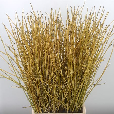 Cornus Flaviramea