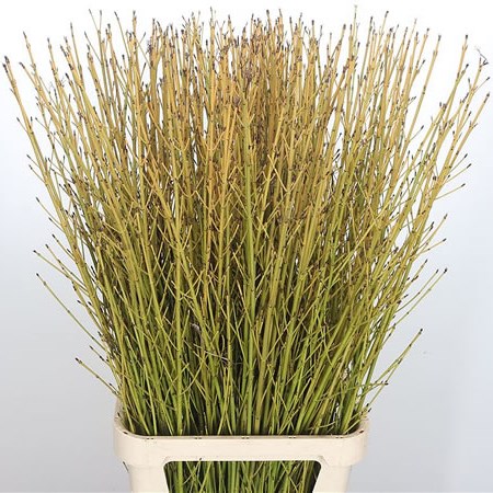 Cornus Flaviramea