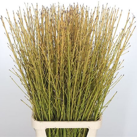 Cornus Flaviramea