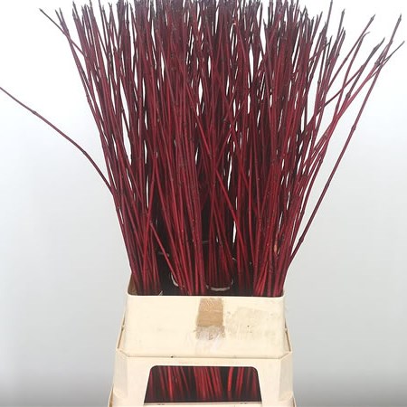 Cornus Sibirica