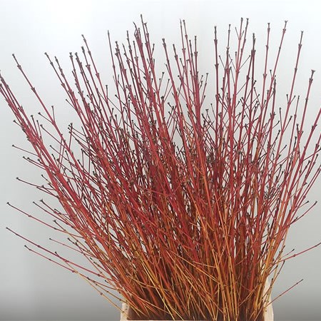 Cornus Winter Beauty