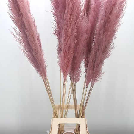 Cortaderia Dyed Pink (pampas grass)