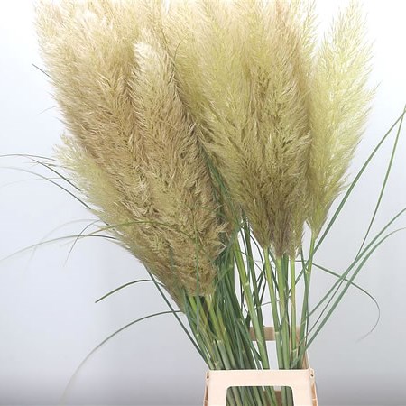 Cortaderia Evita (Pampas Grass)