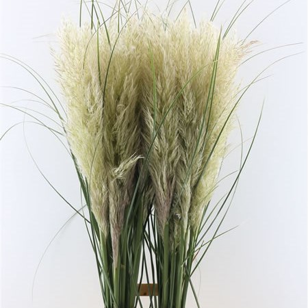 Cortaderia Extra (Pampas Grass)