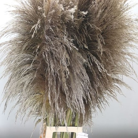 Cortaderia (Fresh) - Pampas Grass