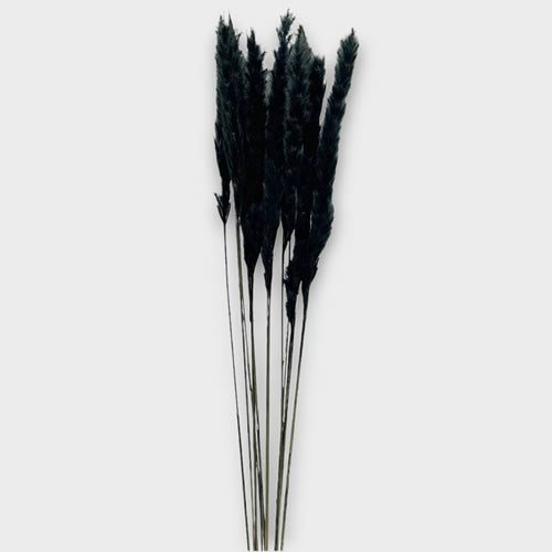 A1 Cortaderia Mini Pampas Grass Dyed Black 