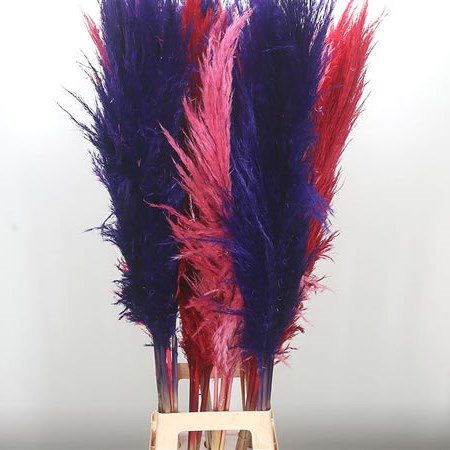 Cortaderia Mix - Pampas Grass (Cols May Vary)