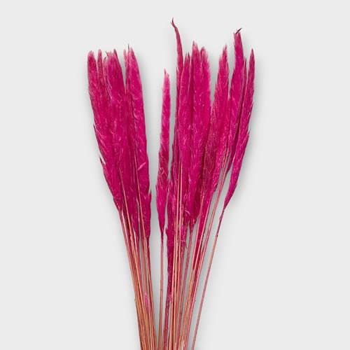 Cortaderia Pampas Grass Mini Dyed Hot Pink (Dried)