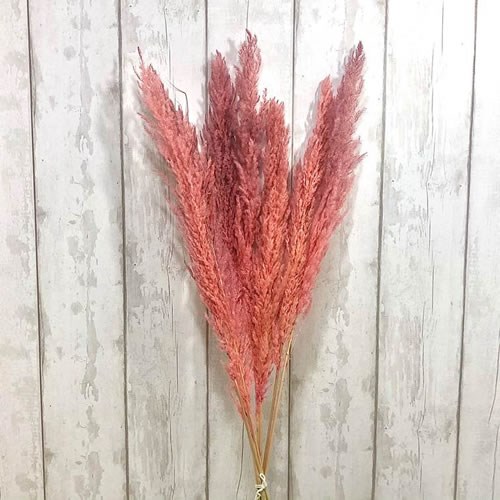 Cortaderia Pampas Dyed Pink (Dried)