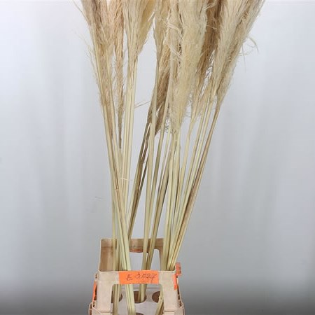 Cortaderia (Pampas Grass Dried)